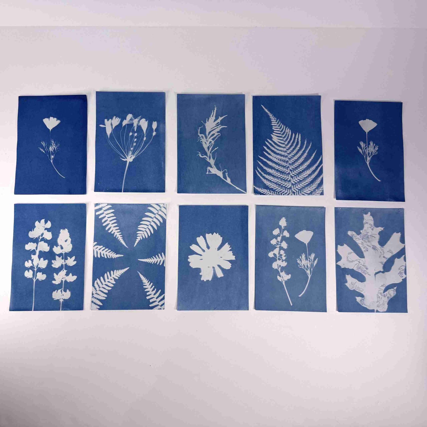 Sierra Sown — DIY Sun Printing Kit